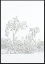 Givre féérique Givre féérique